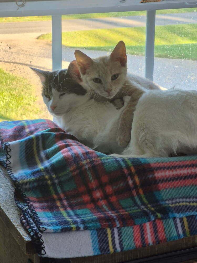 Scout, Adoptable, Kitten Male Domestic Short Hair.