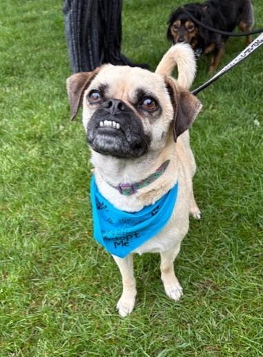 Enlarge Dennis and Wilson, a Adoptable mixed breed in Pasco, WA image 3/6