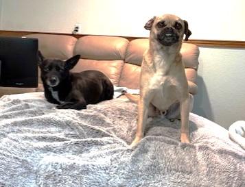 Enlarge Dennis and Wilson, a Adoptable mixed breed in Pasco, WA image 3/6