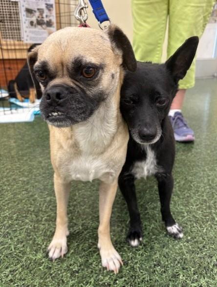 Dennis and Wilson, Adoptable, Adult Male Pug & Chihuahua.