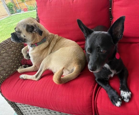 Enlarge Dennis and Wilson, a Adoptable mixed breed in Pasco, WA image 6/6