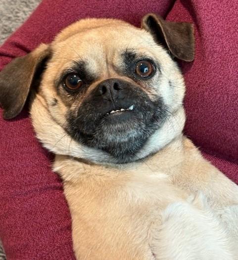 Enlarge Dennis and Wilson, a Adoptable mixed breed in Pasco, WA image 2/6