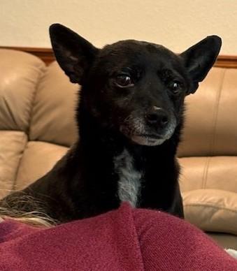 Enlarge Dennis and Wilson, a Adoptable mixed breed in Pasco, WA image 4/6