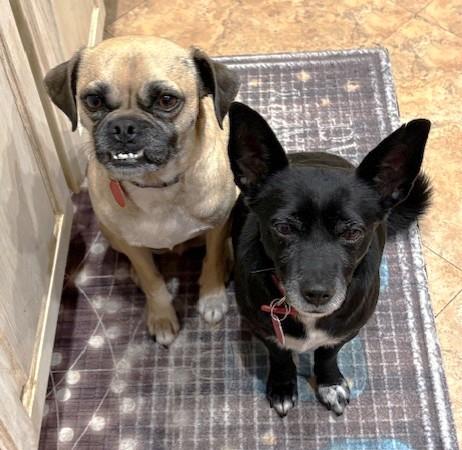 Enlarge Dennis and Wilson, a Adoptable mixed breed in Pasco, WA image 5/6