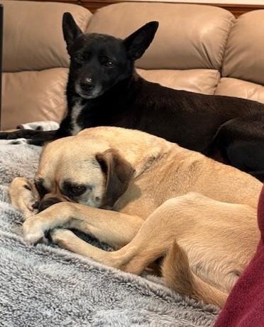 Enlarge Dennis and Wilson, a Adoptable mixed breed in Pasco, WA image 5/6