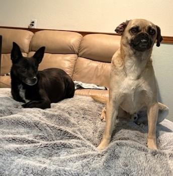 Enlarge Dennis and Wilson, a Adoptable mixed breed in Pasco, WA image 6/6