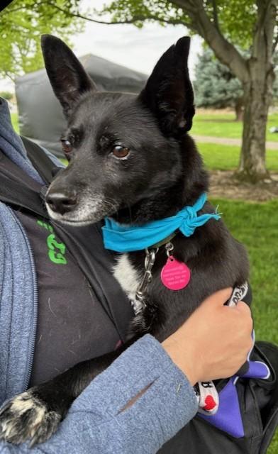 Enlarge Dennis and Wilson, a Adoptable mixed breed in Pasco, WA image 4/6