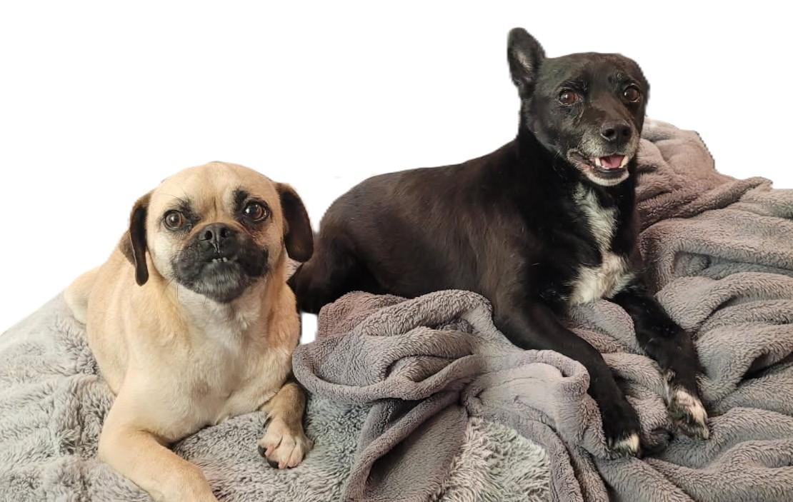 Enlarge Dennis and Wilson, a Adoptable mixed breed in Pasco, WA image 1/6