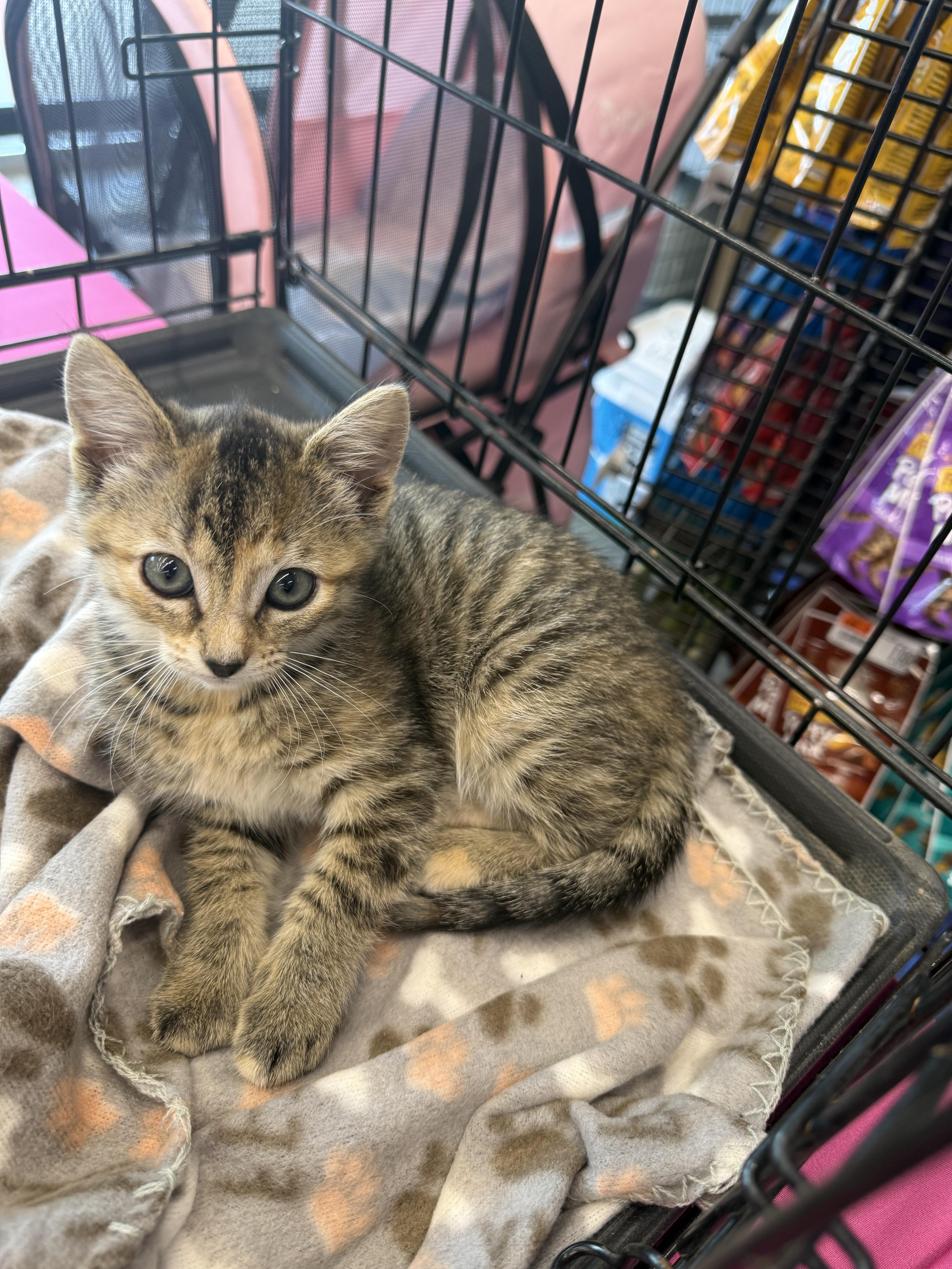 Fallon, an adopted Tabby in Grand Haven, MI image 4/4