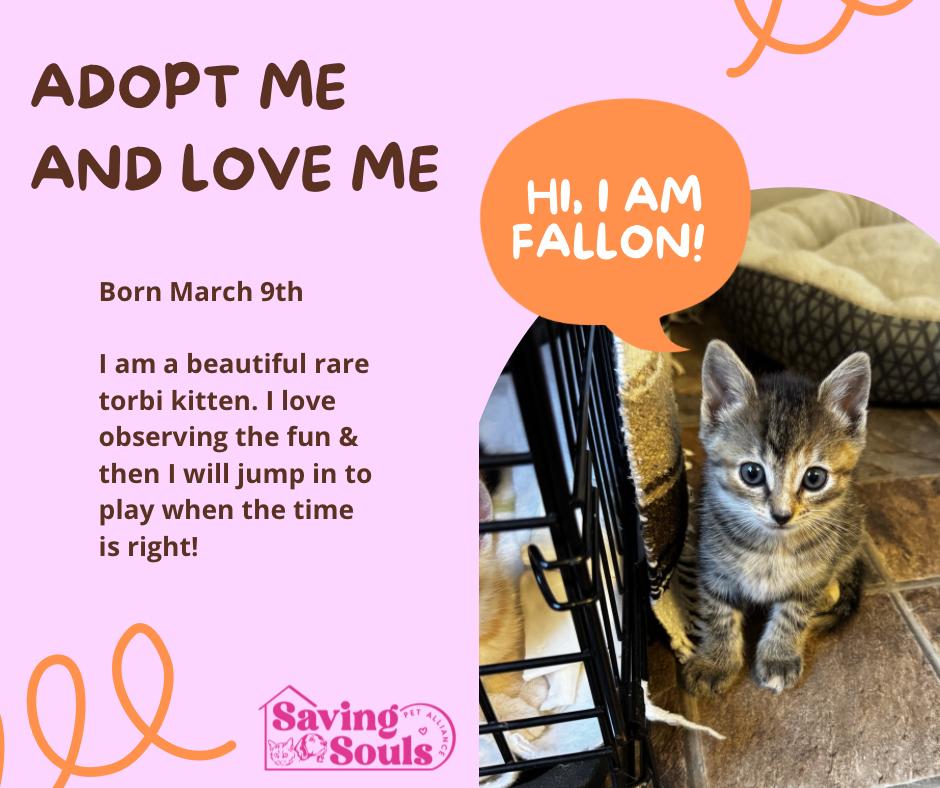 Fallon, adopted, Kitten Female Tabby.