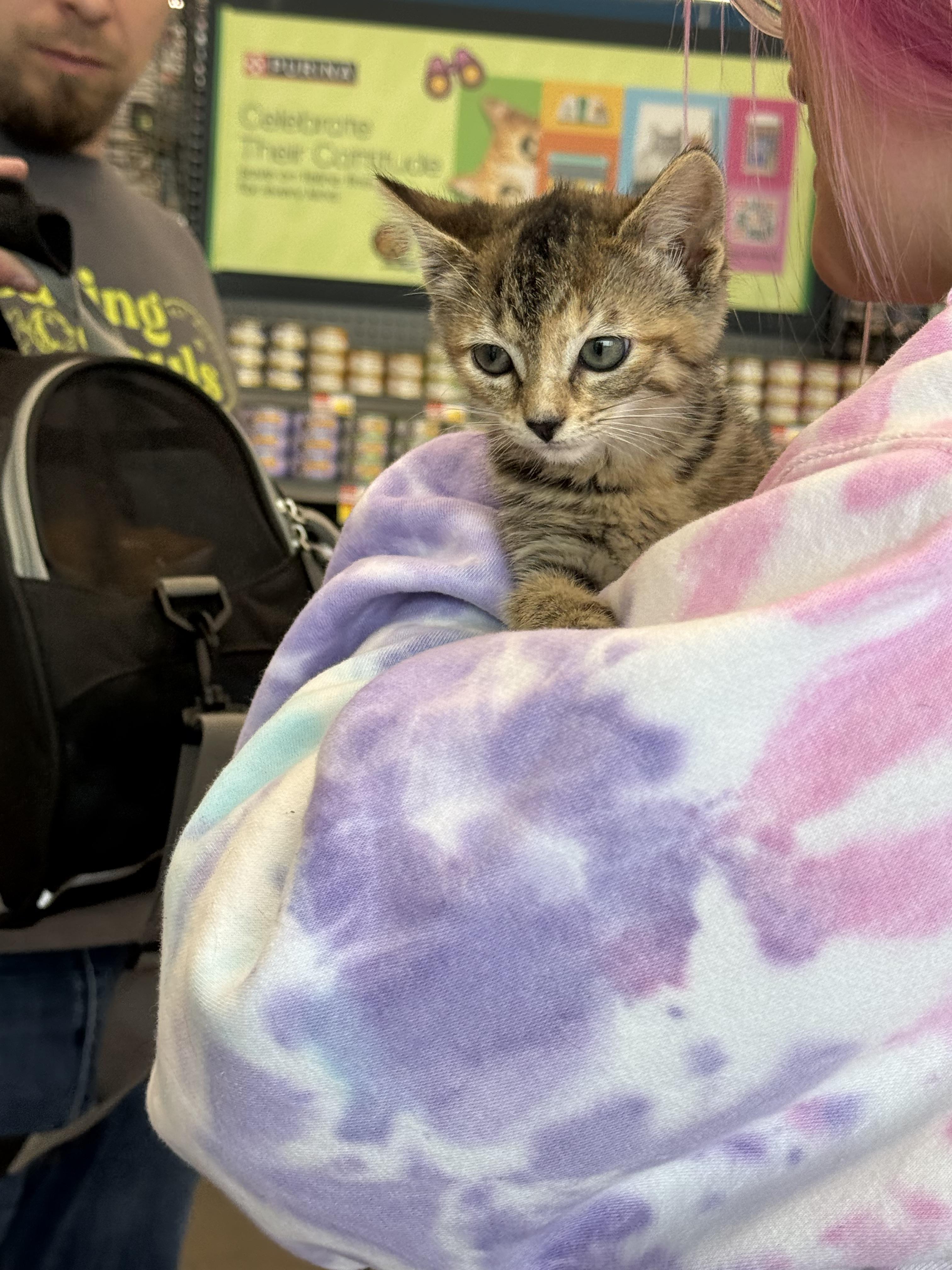 Fallon, an adopted Tabby in Grand Haven, MI image 2/4