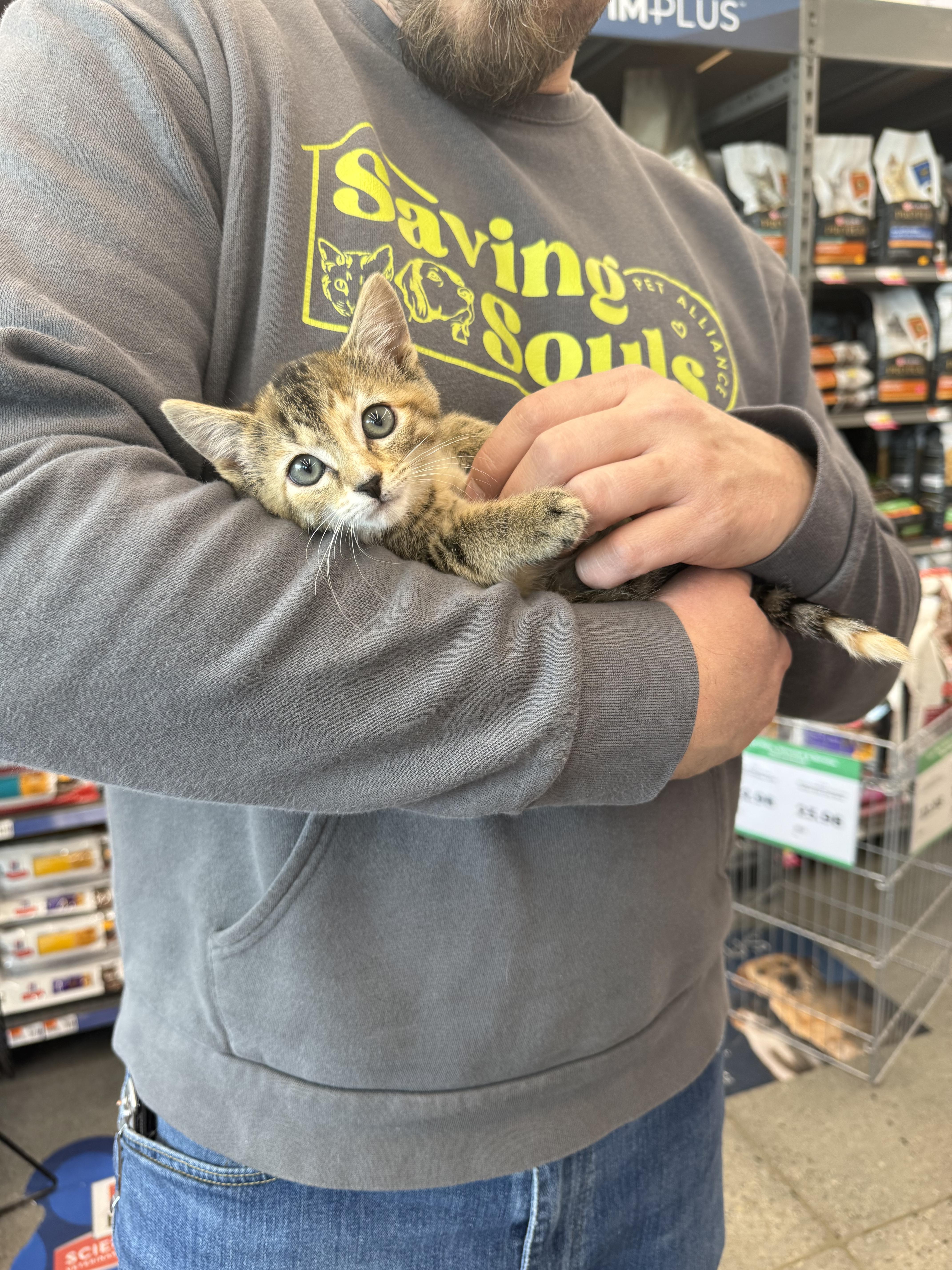 Fallon, an adopted Tabby in Grand Haven, MI image 3/4