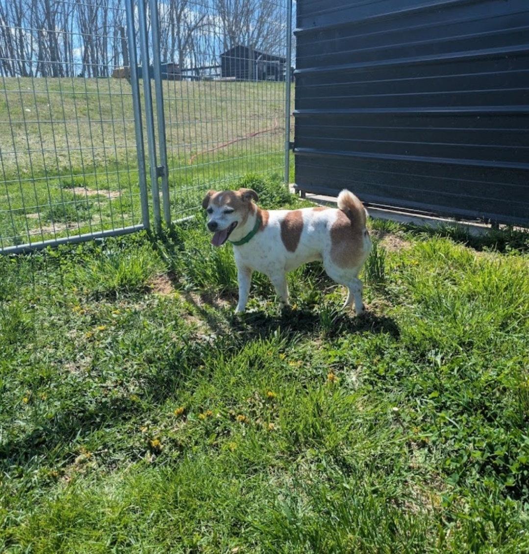 Radar, Adoptable, Young Male Jack Russell Terrier.