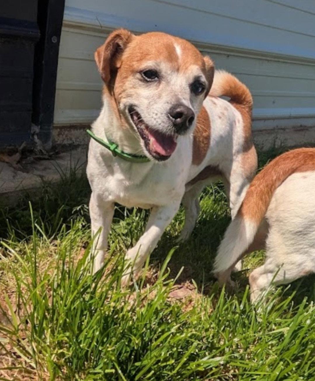 Enlarge Radar, a Adoptable Jack Russell Terrier in Westminster, MD image 2/3