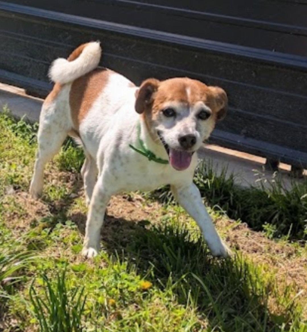 Enlarge Radar, a Adoptable Jack Russell Terrier in Westminster, MD image 3/3