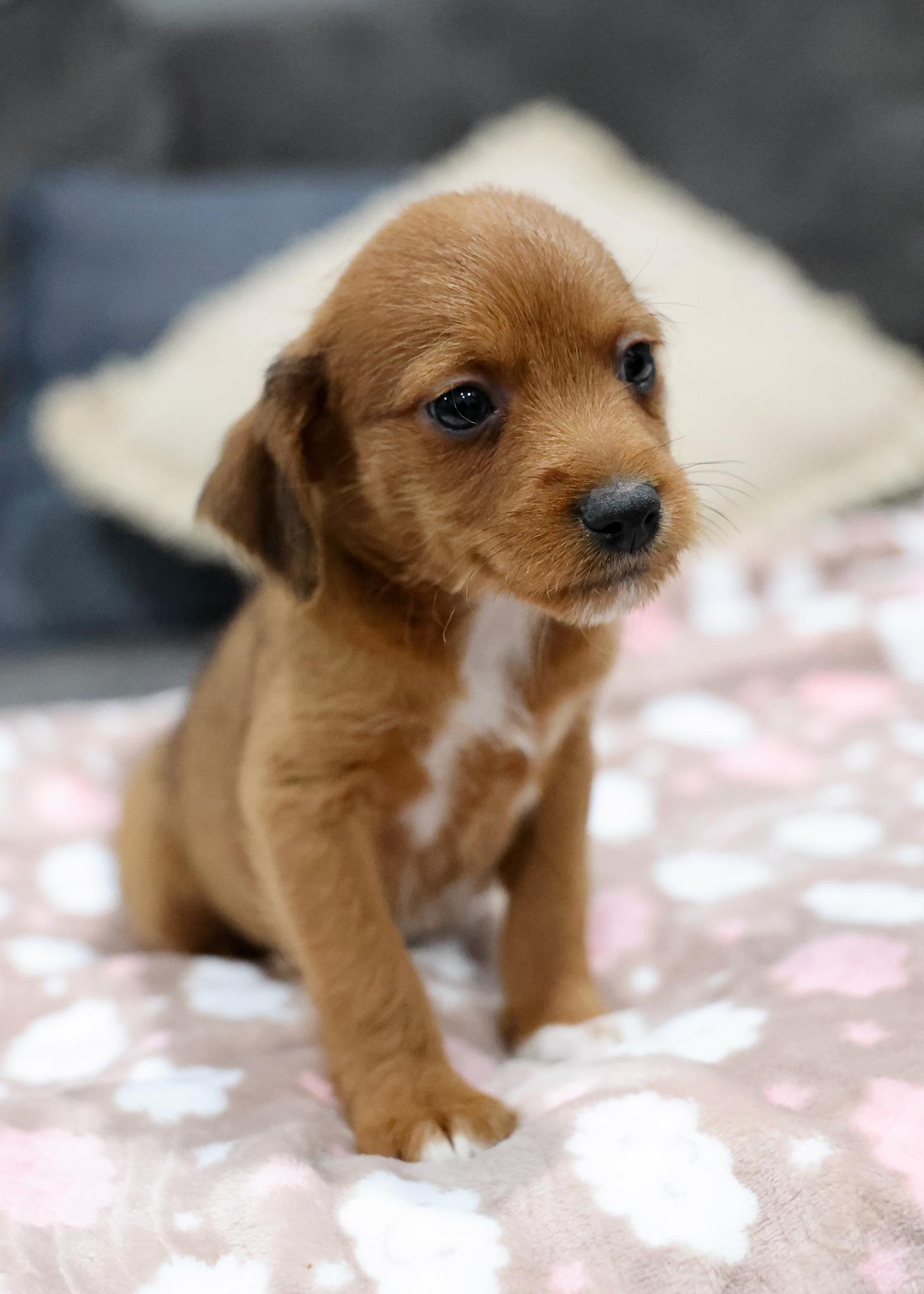 Enlarge Brio, an adoptable mixed breed in Palatine, IL image 5/5