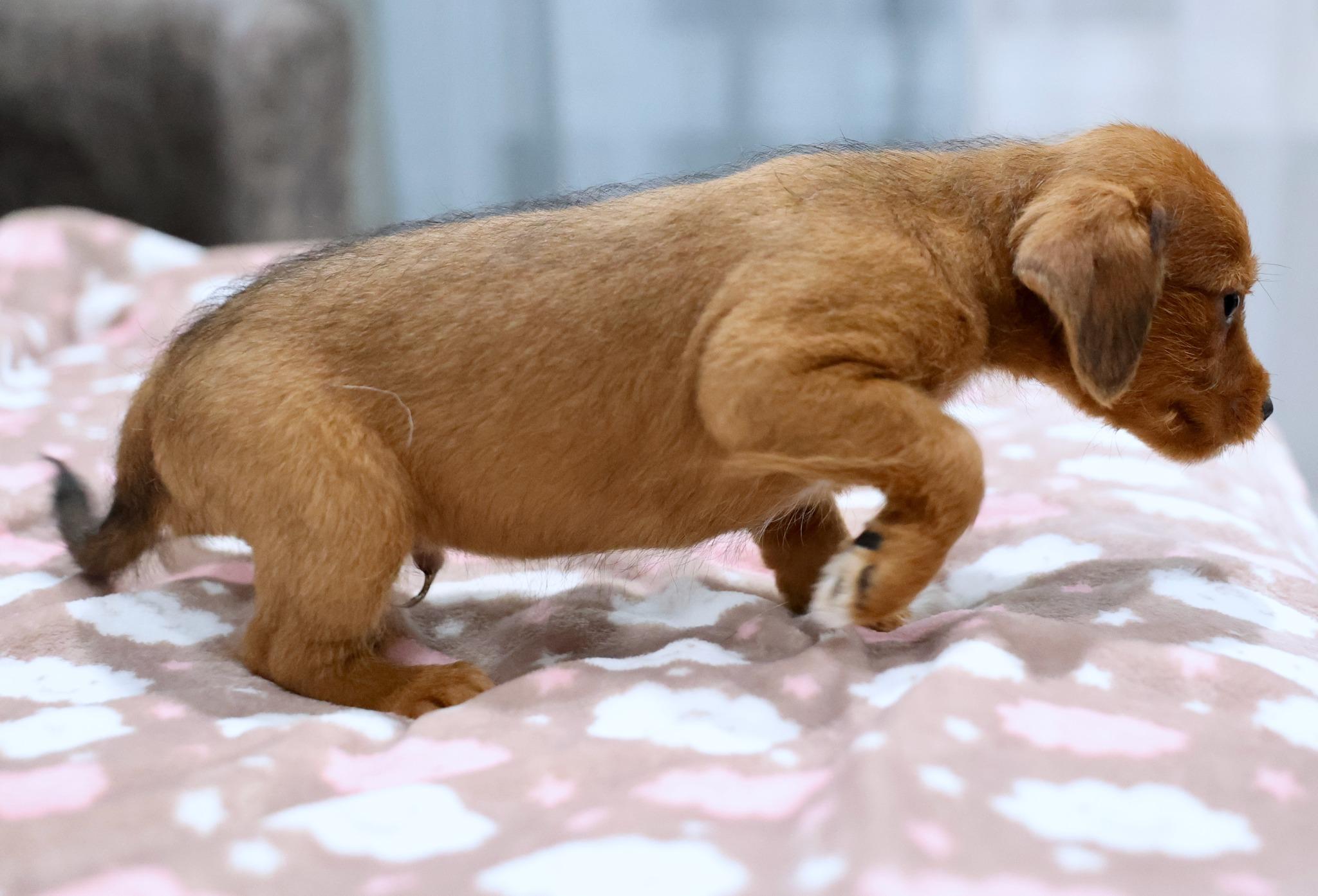 Enlarge Brio, an adoptable mixed breed in Palatine, IL image 4/5