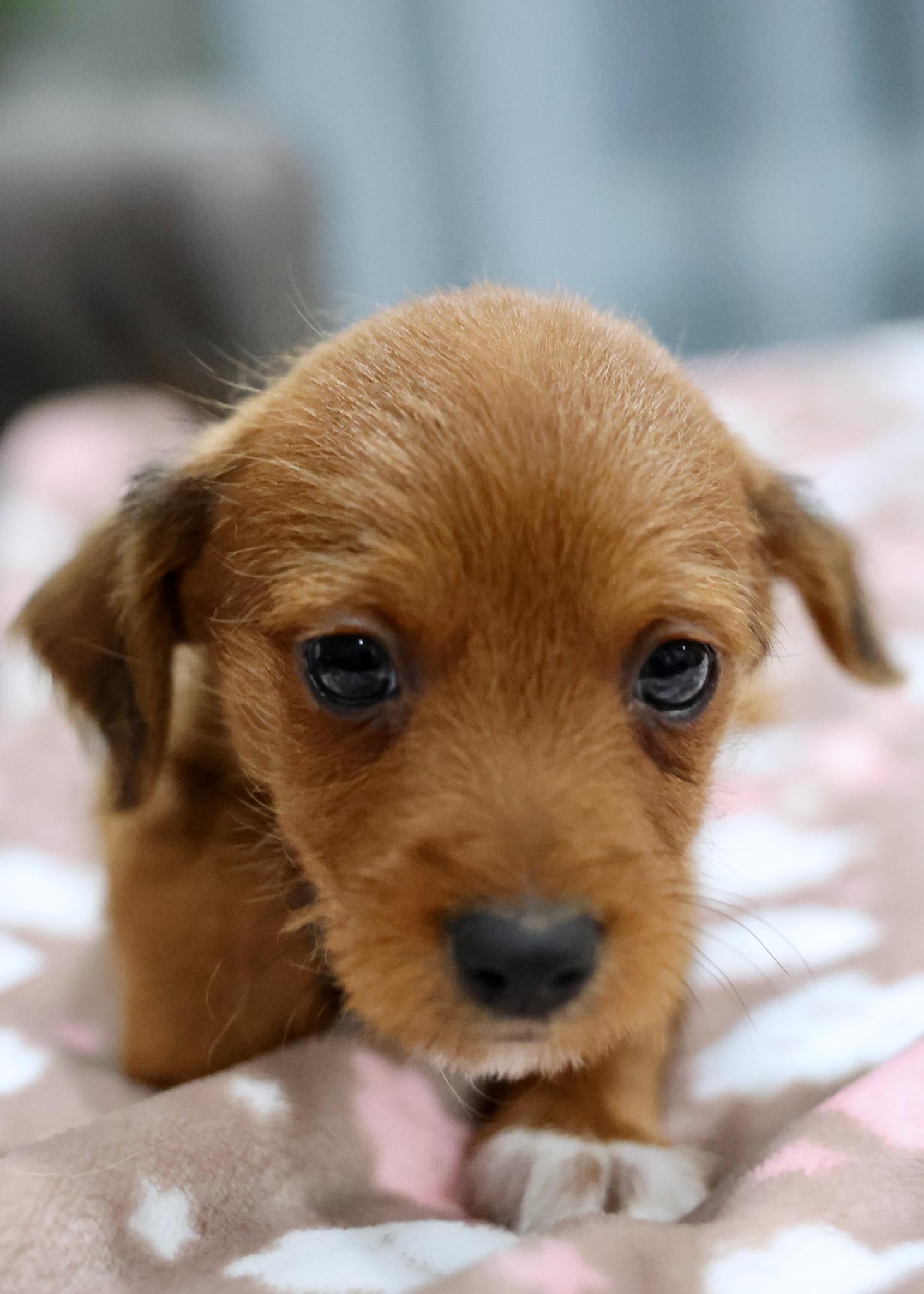 Enlarge Brio, an adoptable mixed breed in Palatine, IL image 3/5