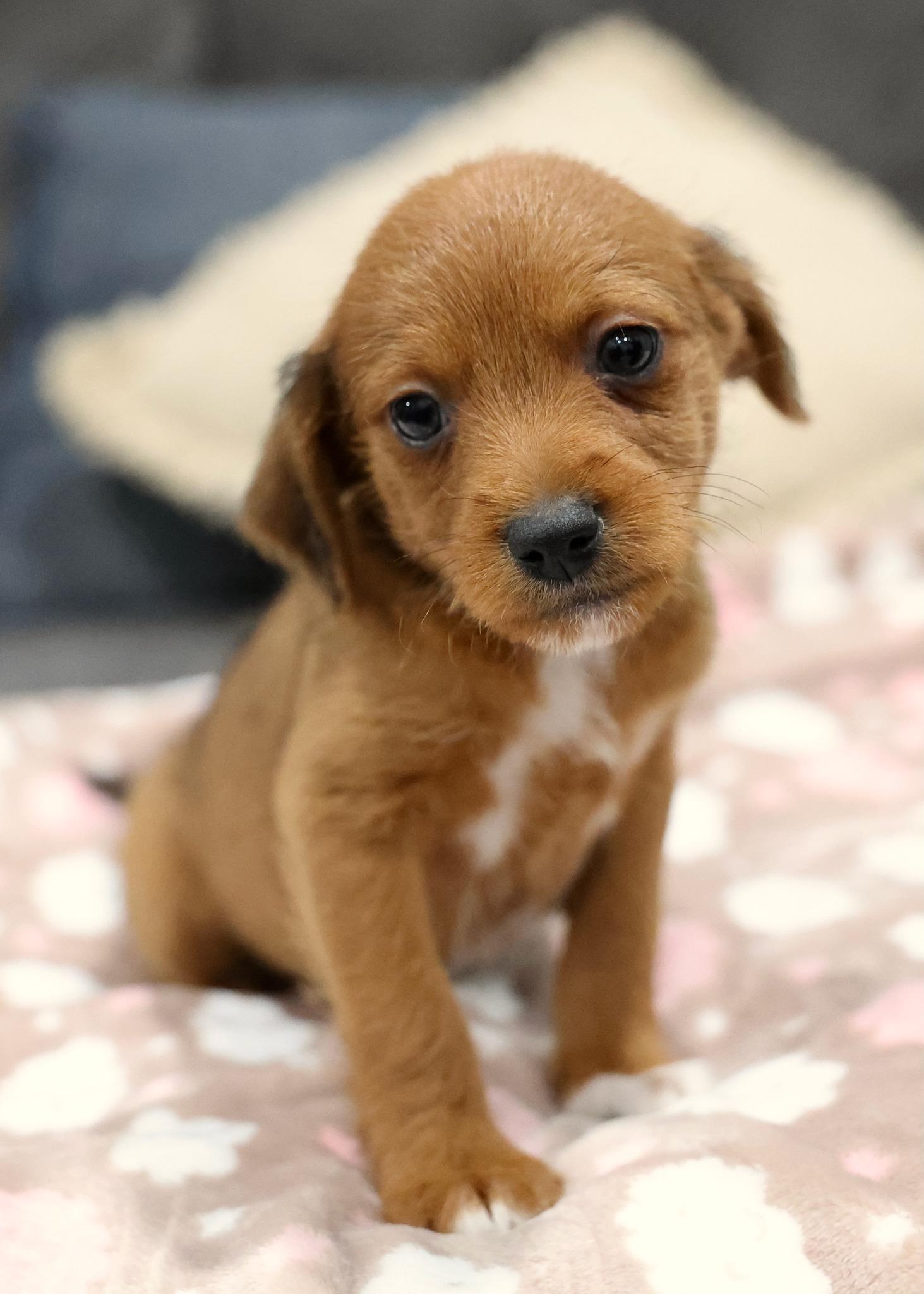 Brio, adoptable, Puppy Male Chihuahua & Mixed Breed.