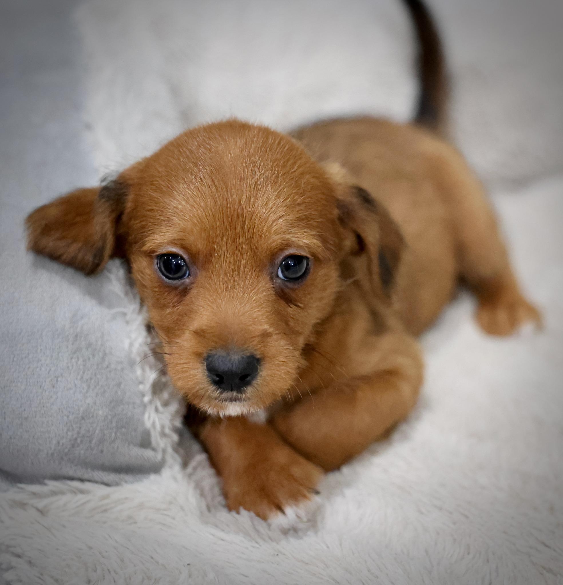 Enlarge Brio, an adoptable mixed breed in Palatine, IL image 2/5