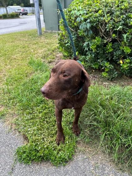 Rex, Adoptable, Adult Male Labrador Retriever & Mixed Breed.