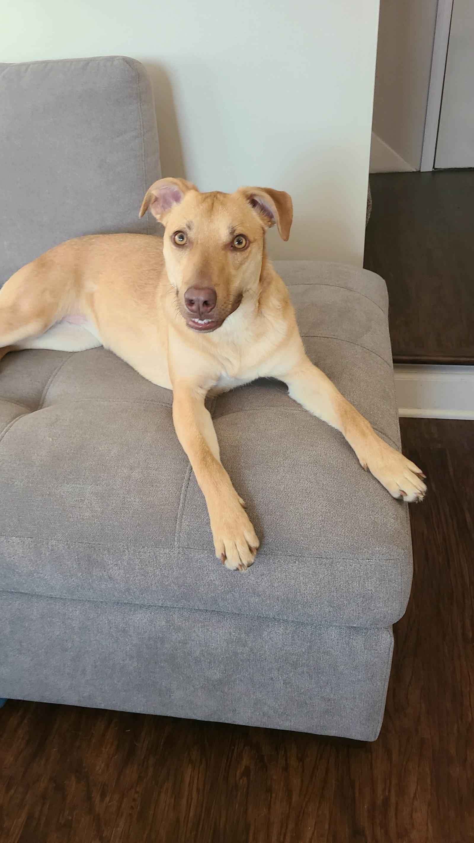 Bubble Gum, Adoptable, Young Female Labrador Retriever & Pit Bull Terrier.