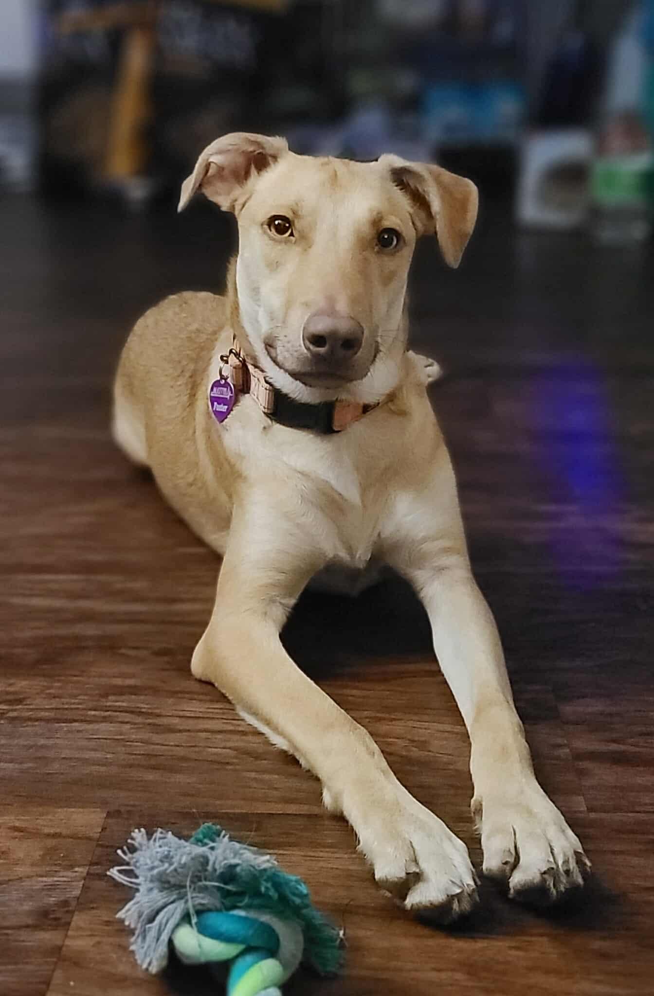 Bubble Gum, a Adoptable mixed breed in Minneapolis, MN image 1/3