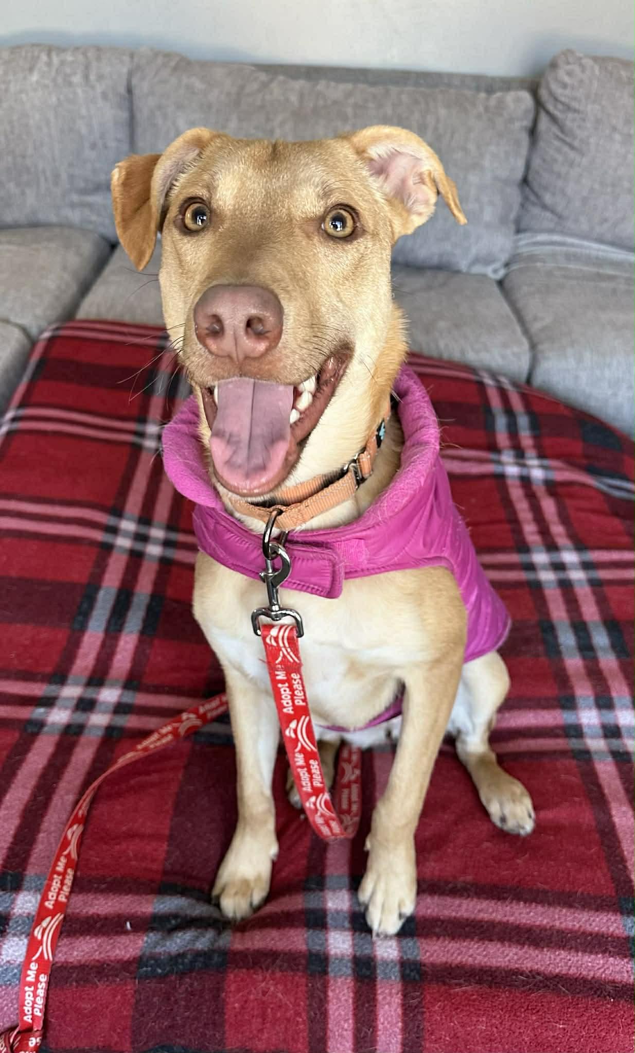 Bubble Gum, Adoptable, Young Female Labrador Retriever & Pit Bull Terrier.