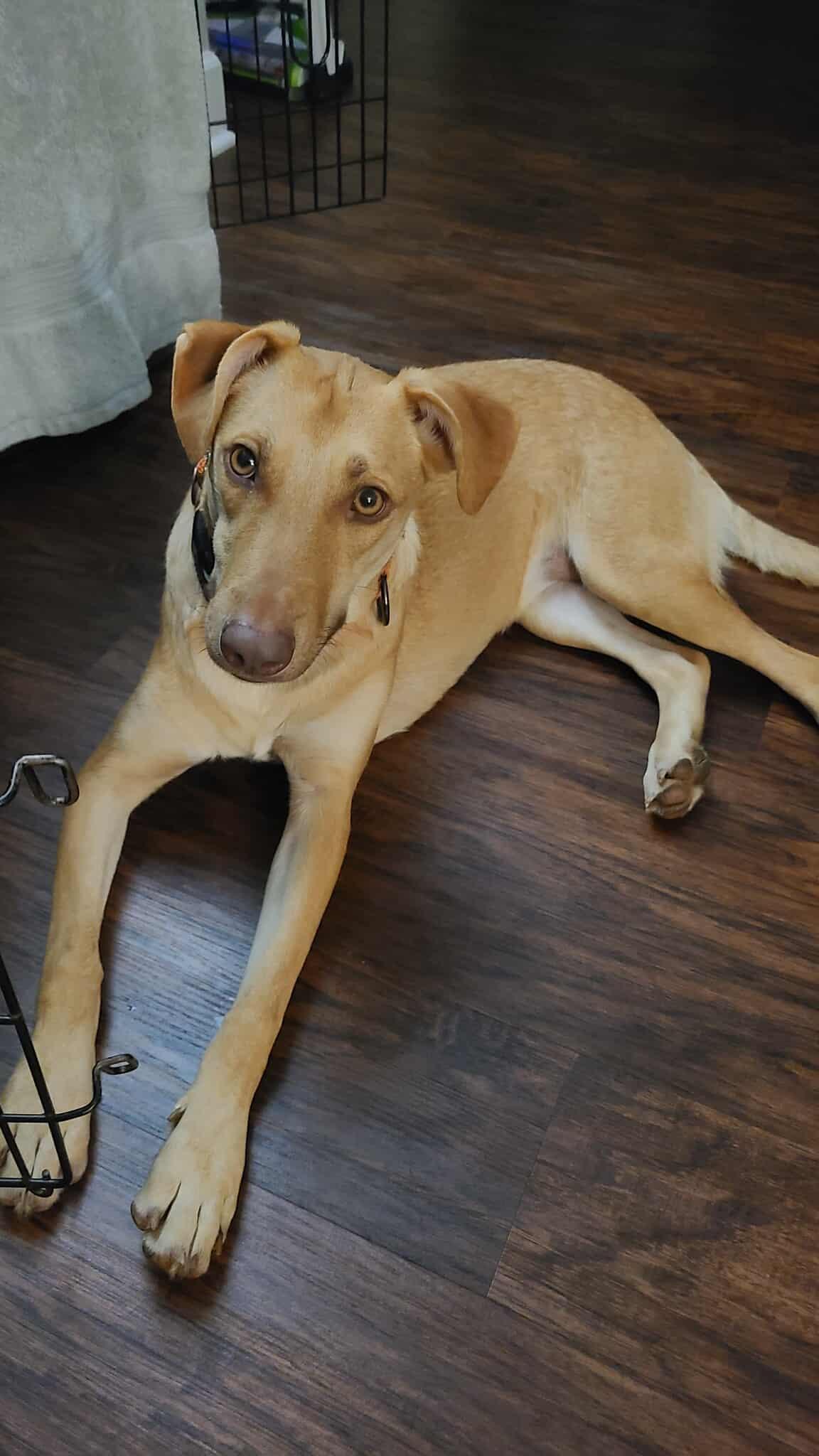 Bubble Gum, a Adoptable mixed breed in Minneapolis, MN image 2/3