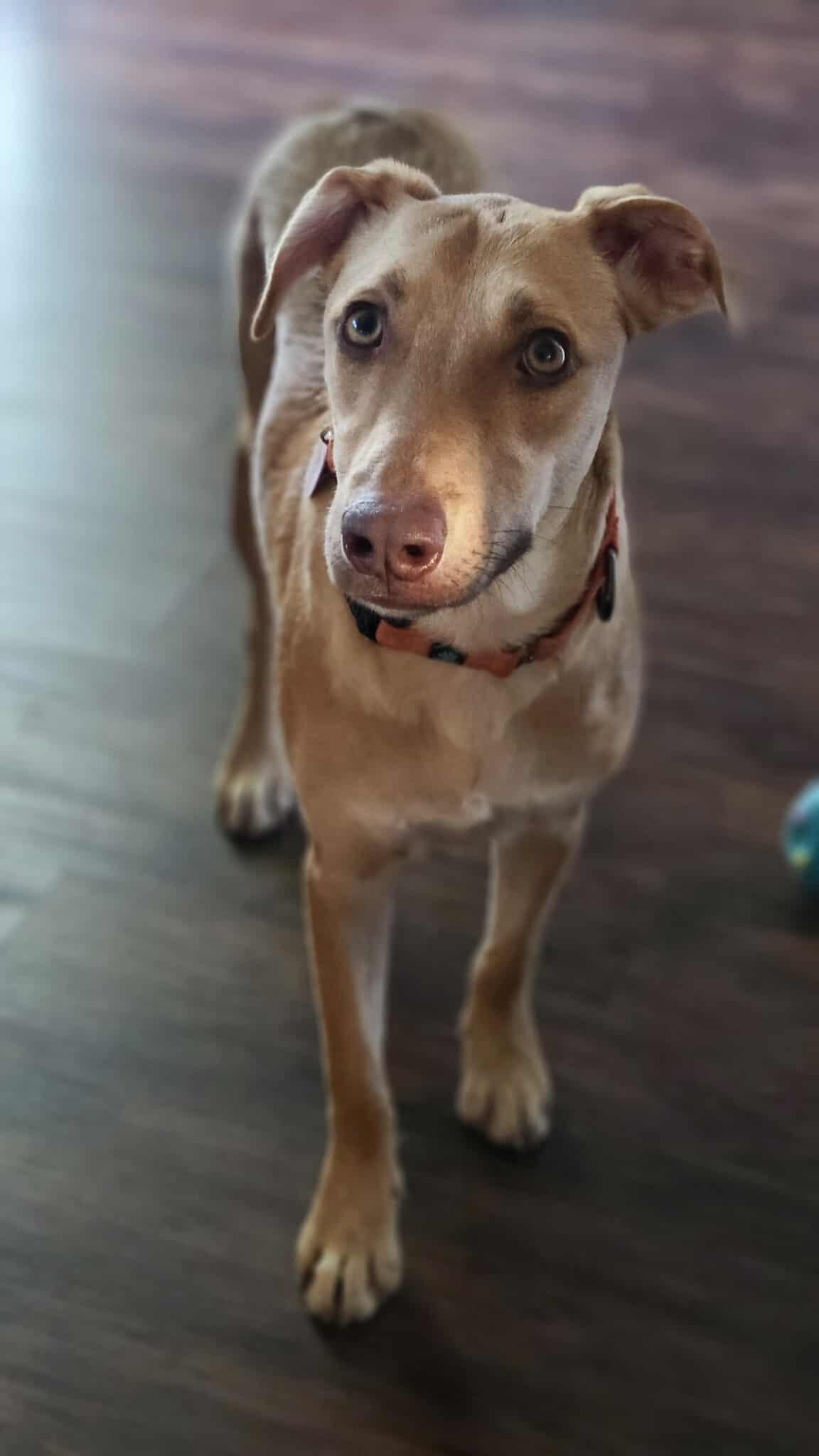 Bubble Gum, a Adoptable mixed breed in Minneapolis, MN image 3/3