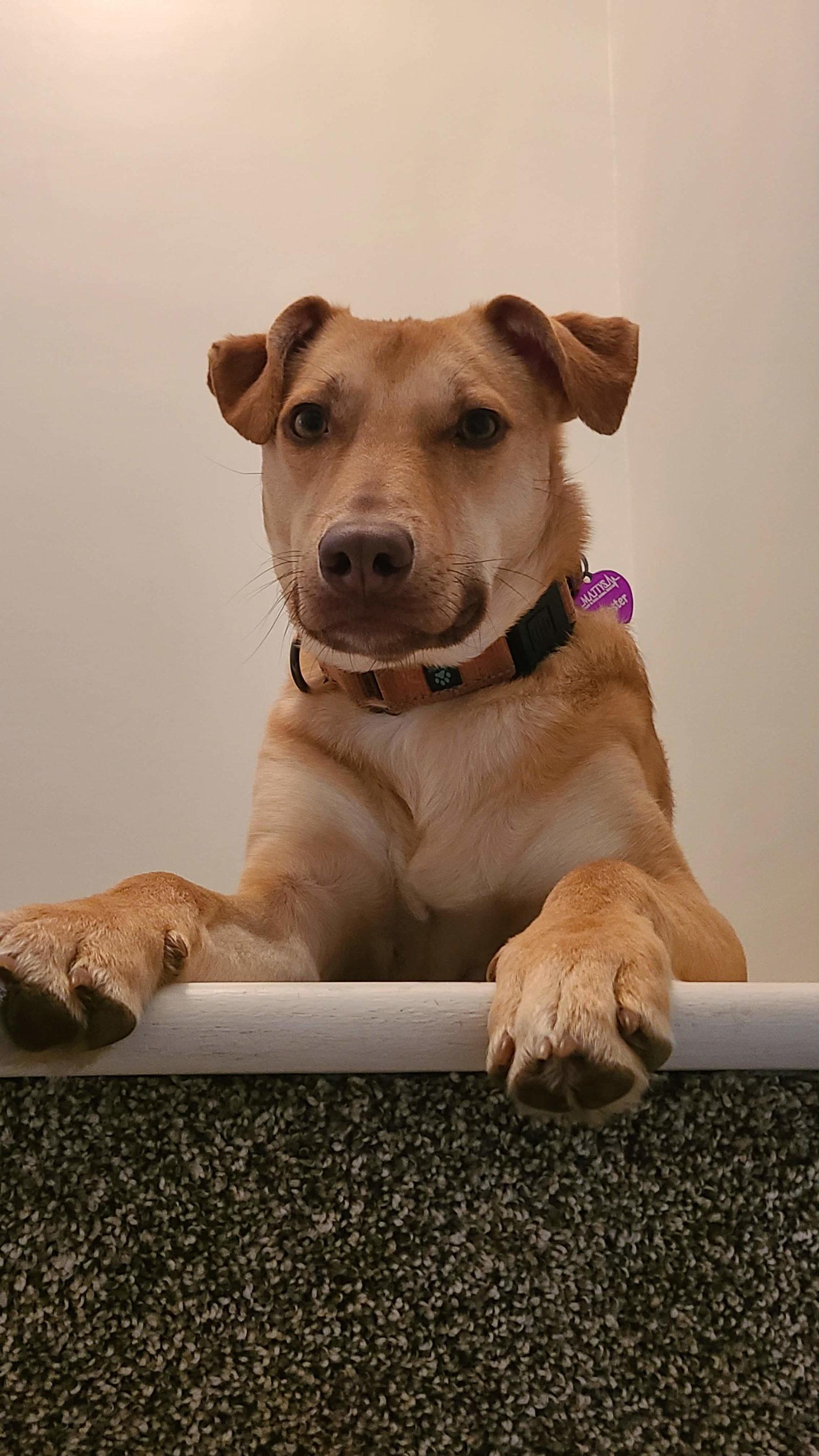 Enlarge Bubble Gum, a Adoptable mixed breed in Minneapolis, MN image 3/3