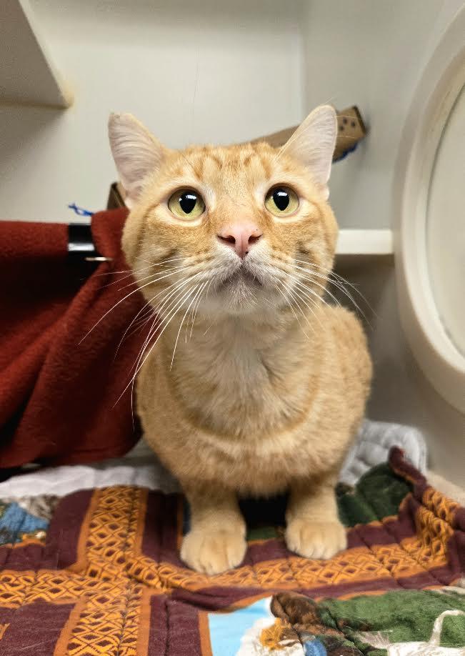 Enlarge Wes Anderson, a ADOPTABLE mixed breed in Bellingham, WA image 1/5