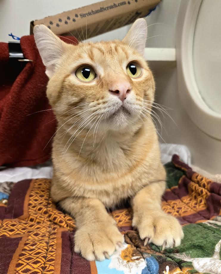 Enlarge Wes Anderson, a ADOPTABLE mixed breed in Bellingham, WA image 2/5