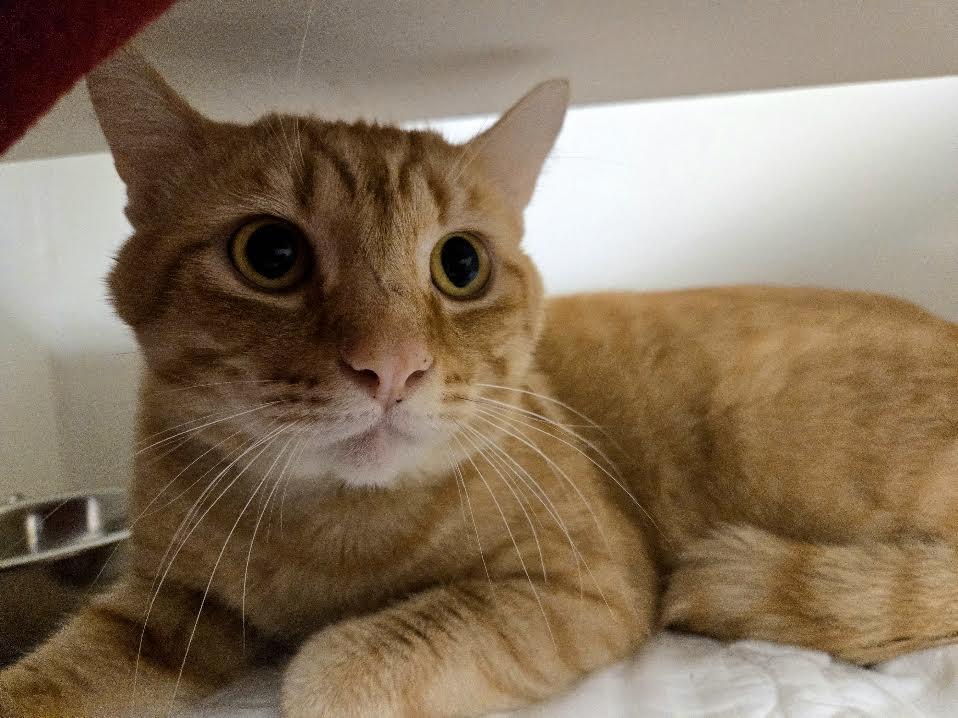 Enlarge Wes Anderson, a ADOPTABLE mixed breed in Bellingham, WA image 4/5