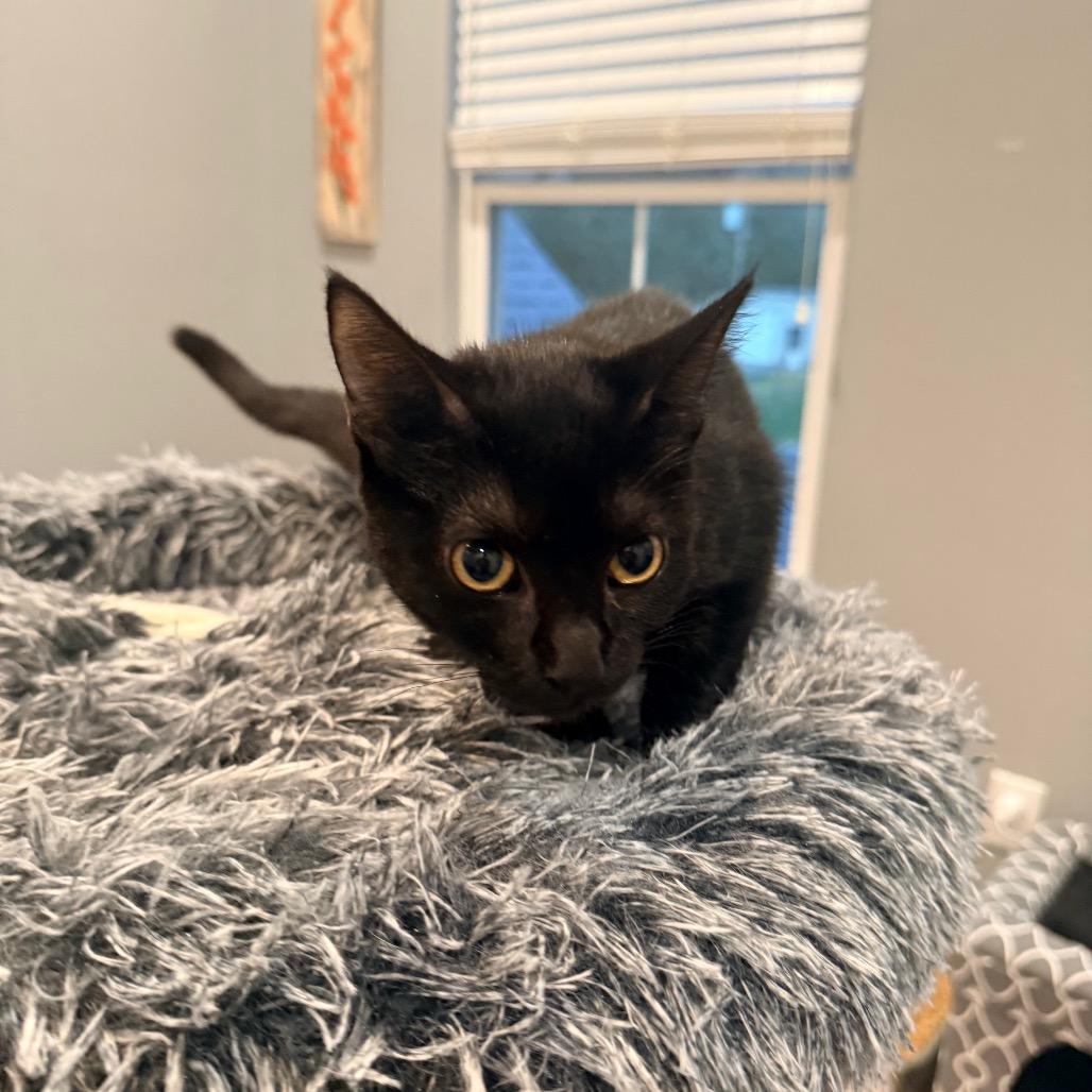 Enlarge Bitsy, a Adopted Domestic Short Hair in Port Neches, TX image 1/4