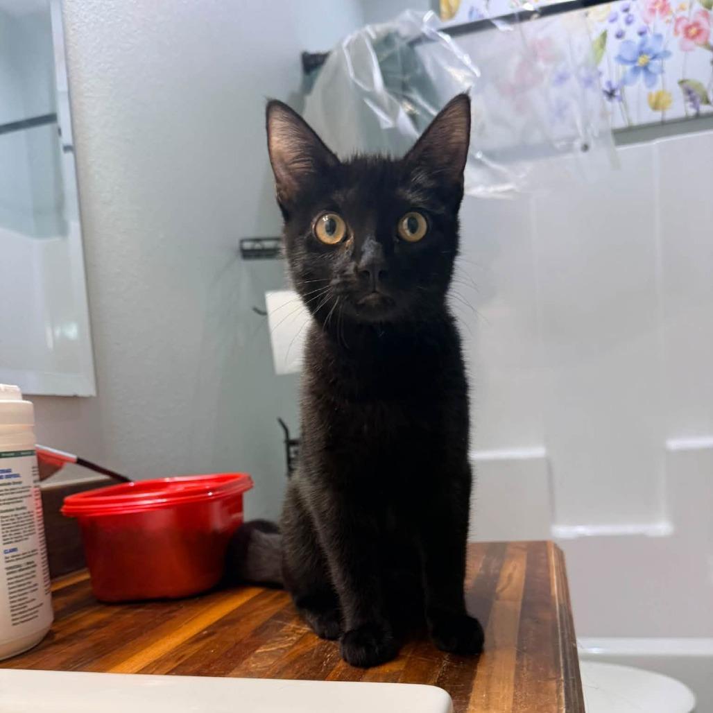 Enlarge Bitsy, a Adopted Domestic Short Hair in Port Neches, TX image 2/4