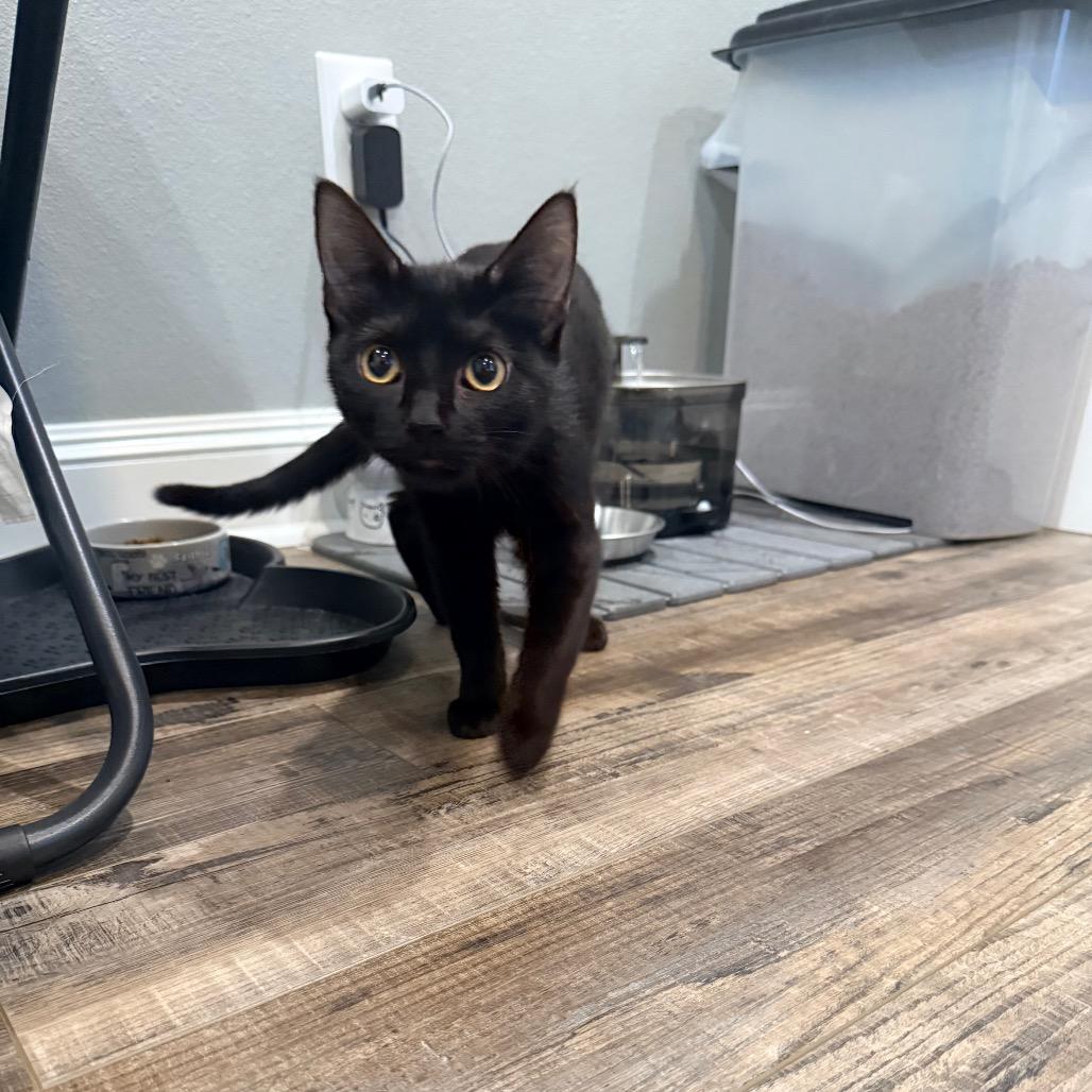 Enlarge Bitsy, a Adopted Domestic Short Hair in Port Neches, TX image 3/4