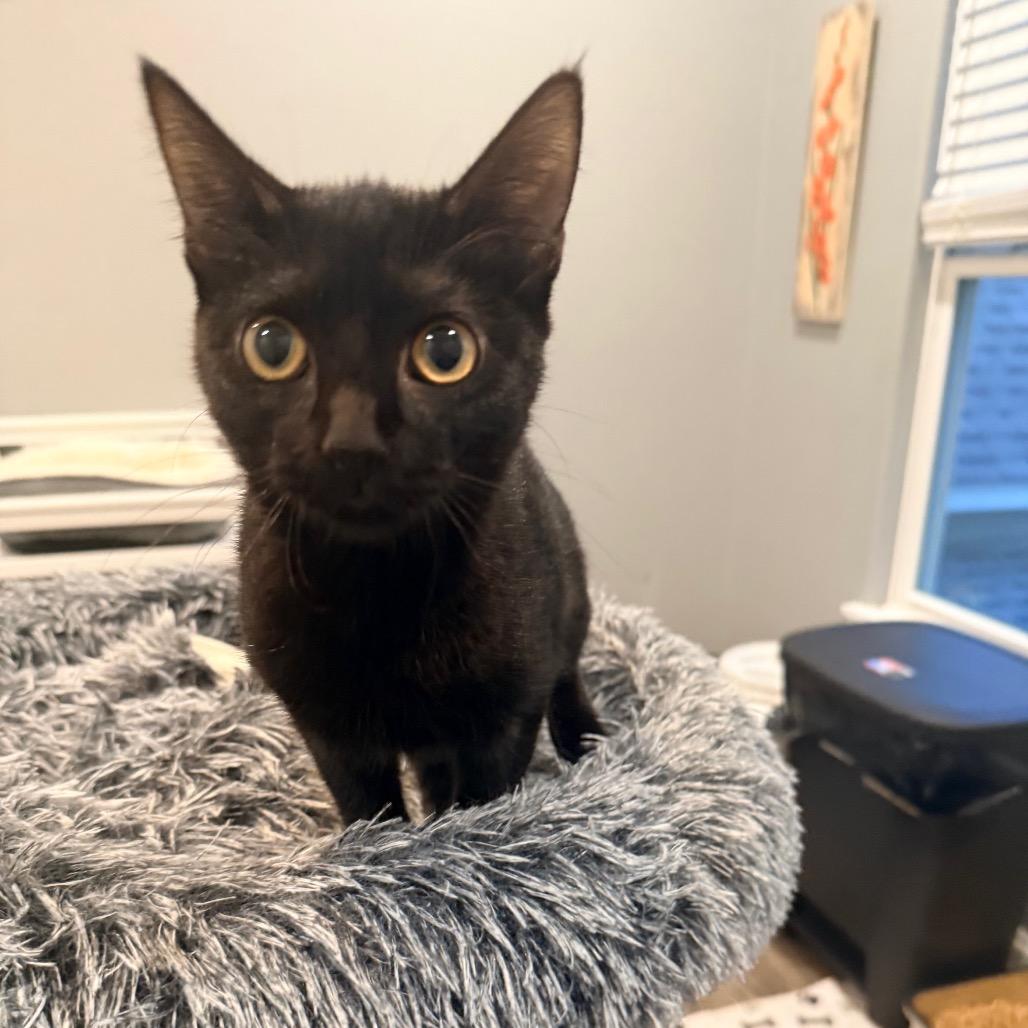 Enlarge Bitsy, a Adopted Domestic Short Hair in Port Neches, TX image 4/4