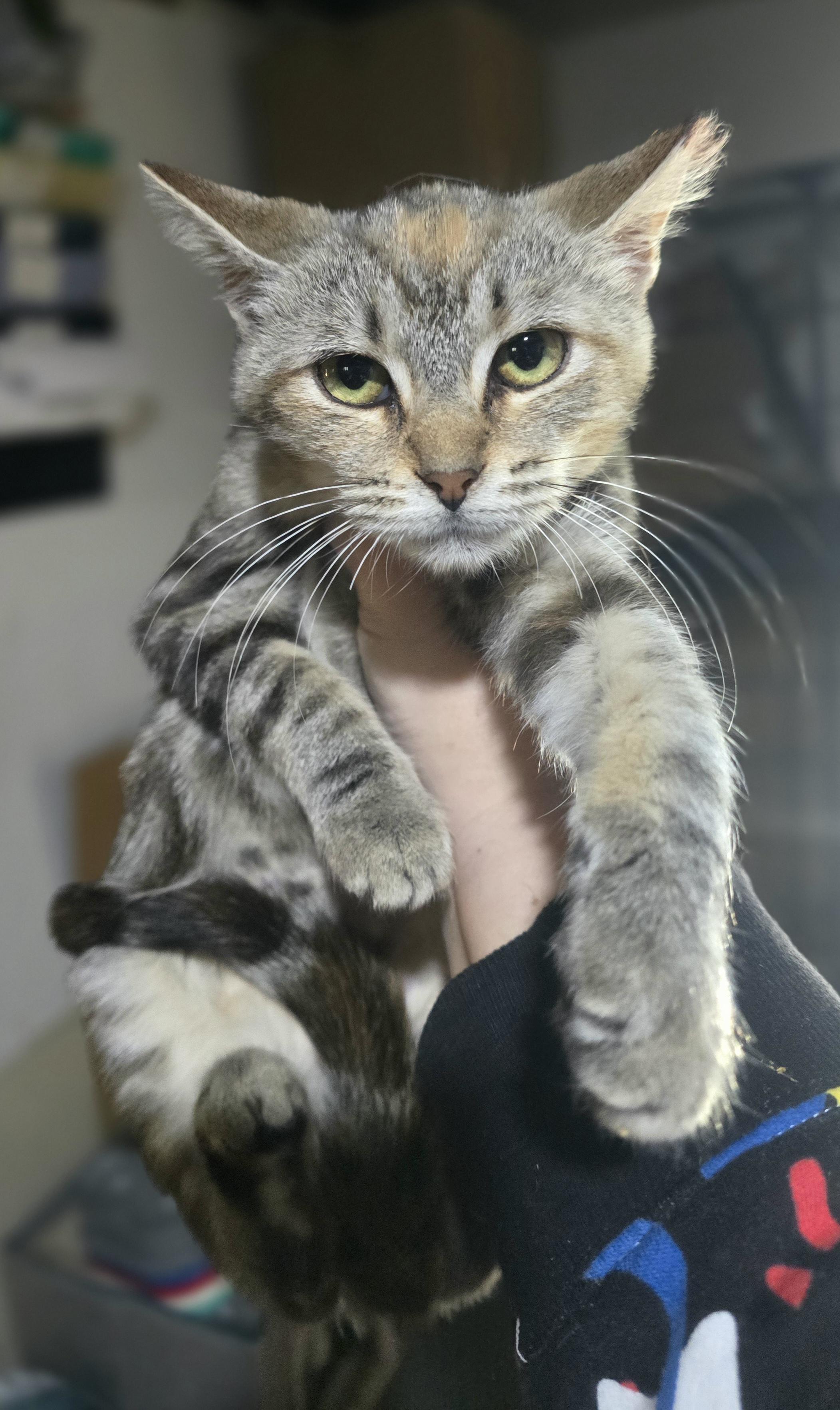 Enlarge Do you wanna build a snowman, I mean forever home"Anna"", a Adoptable Domestic Short Hair in Elizabeth, PA image 3/5