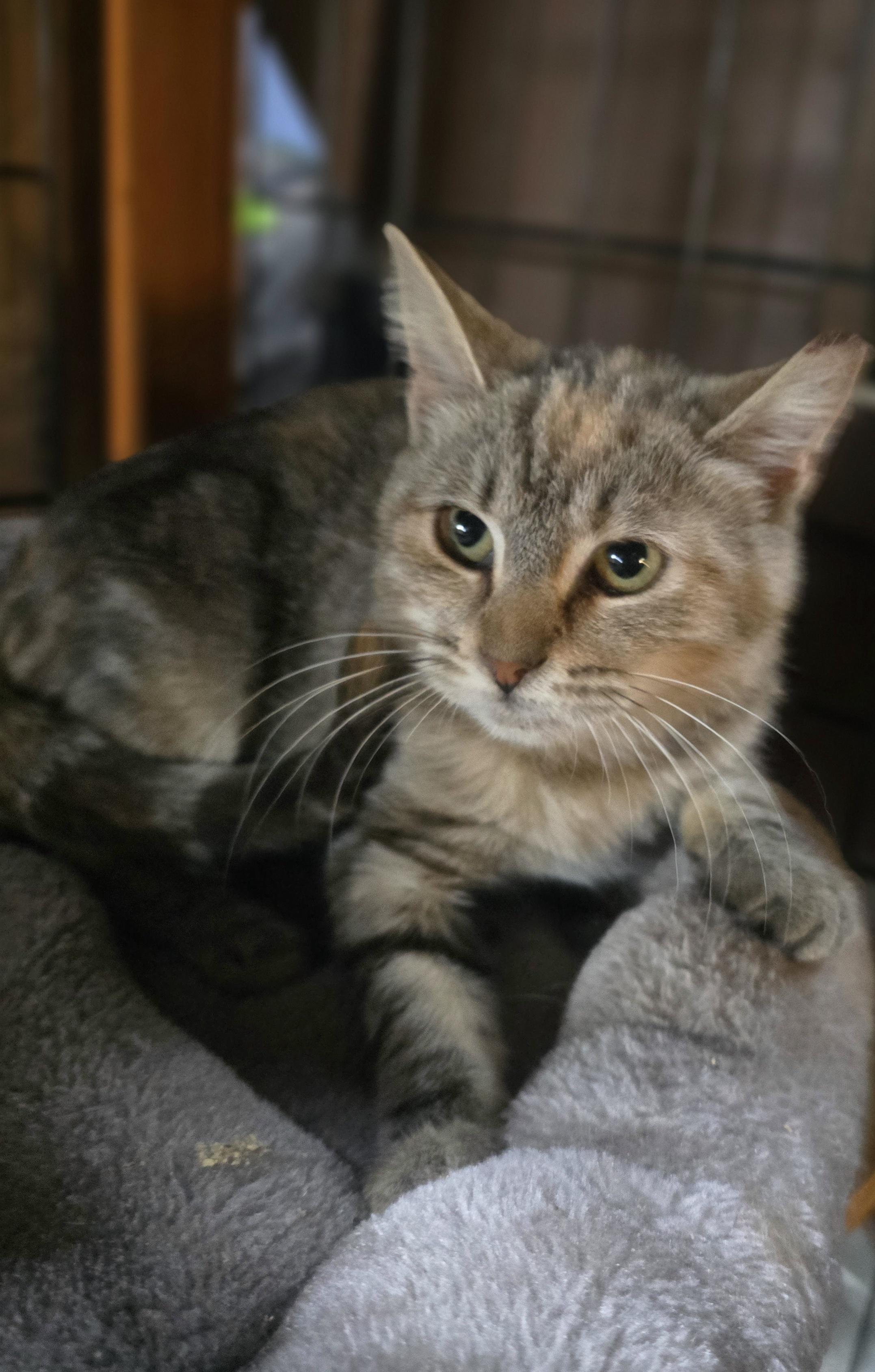 Enlarge Do you wanna build a snowman, I mean forever home"Anna"", a Adoptable Domestic Short Hair in Elizabeth, PA image 1/5