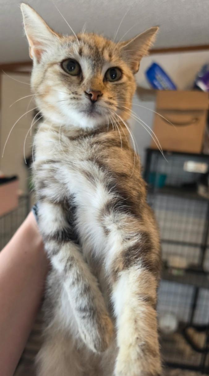 Enlarge Do you wanna build a snowman, I mean forever home"Anna"", a Adoptable Domestic Short Hair in Elizabeth, PA image 5/5