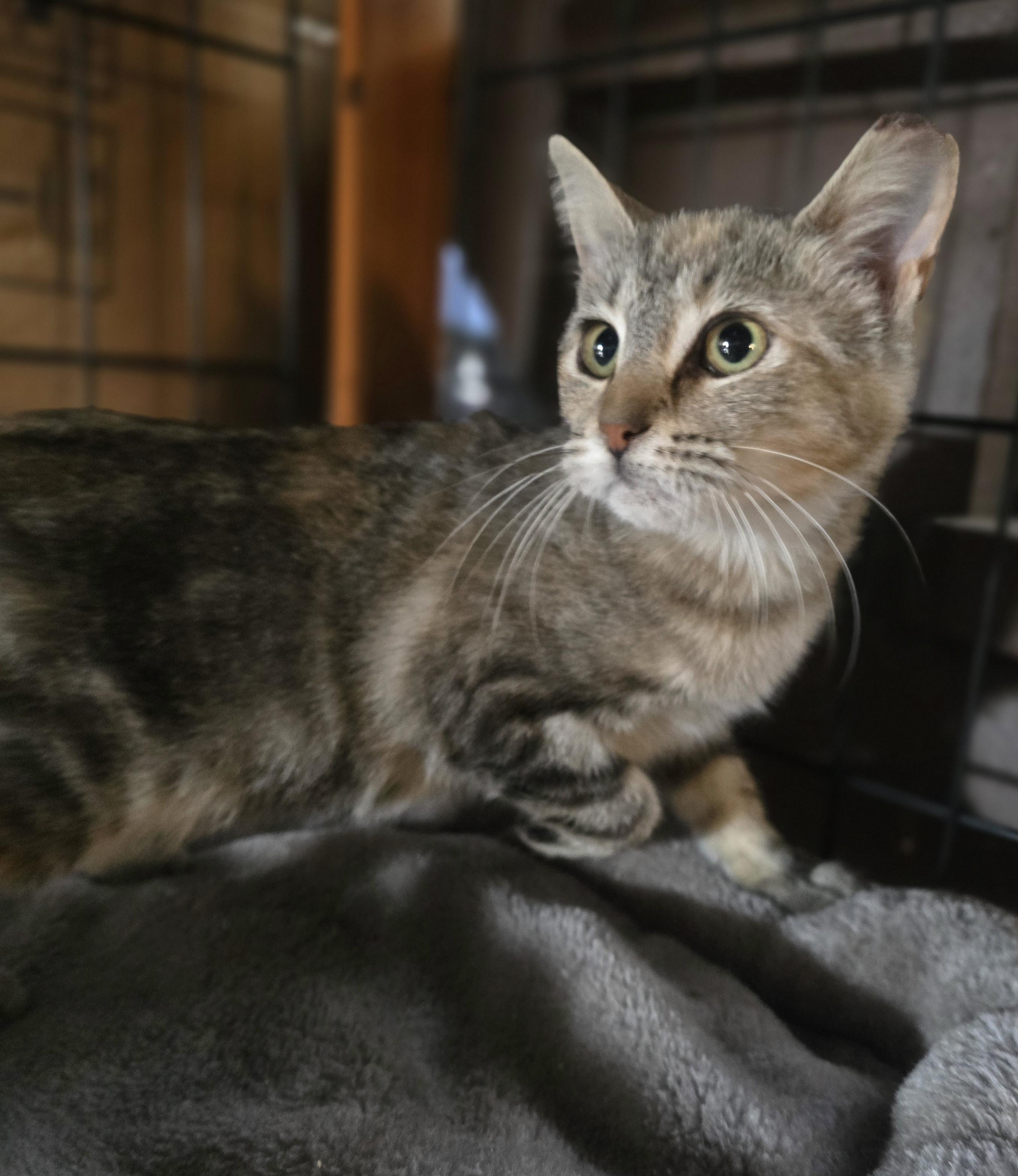 Enlarge Do you wanna build a snowman, I mean forever home"Anna"", a Adoptable Domestic Short Hair in Elizabeth, PA image 4/5
