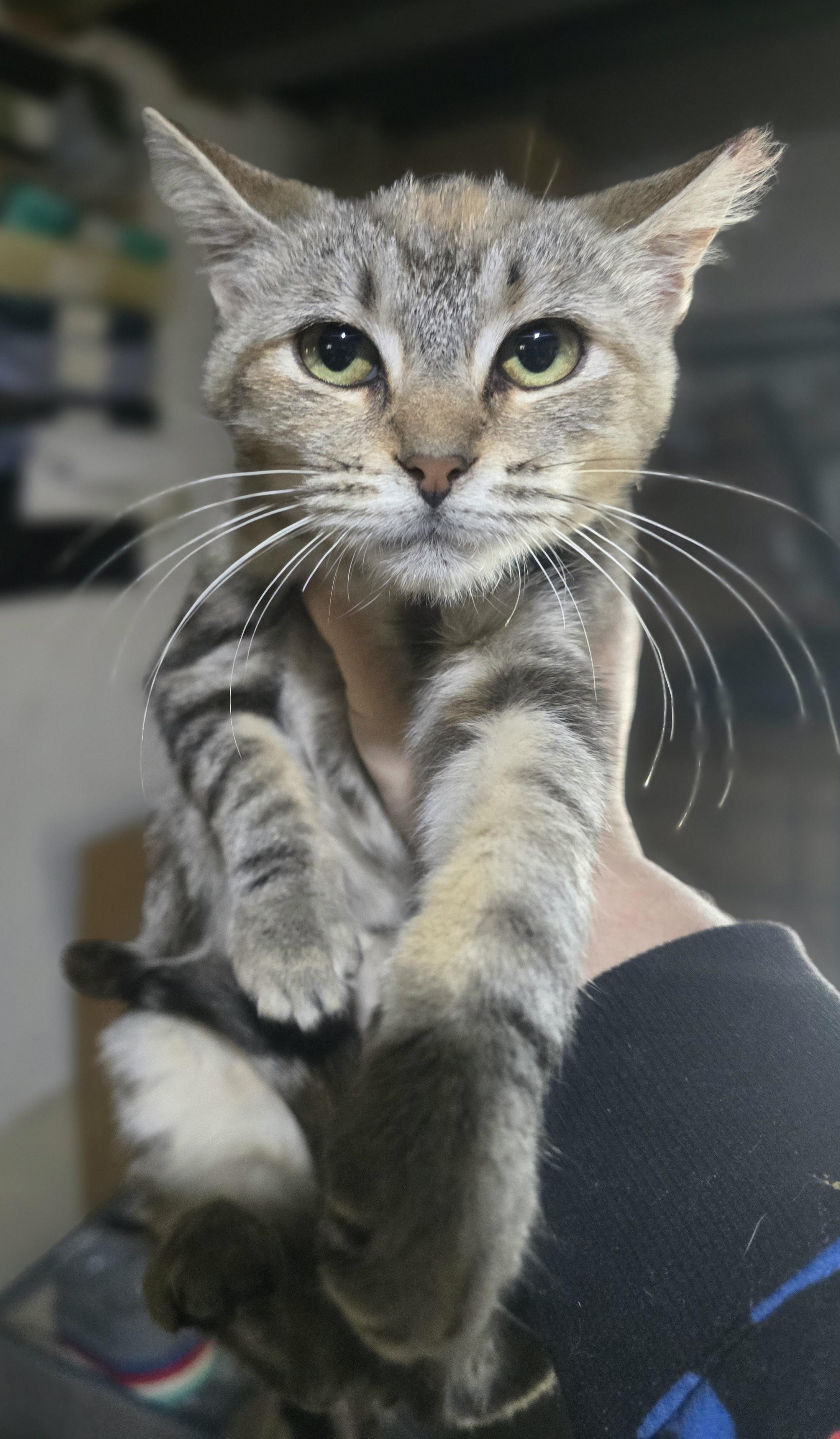 Enlarge Do you wanna build a snowman, I mean forever home"Anna"", a Adoptable Domestic Short Hair in Elizabeth, PA image 2/5