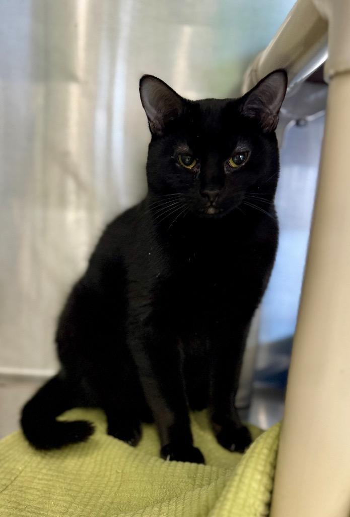 Enlarge Jubal, a Adoptable mixed breed in Danielsville, GA image 2/3