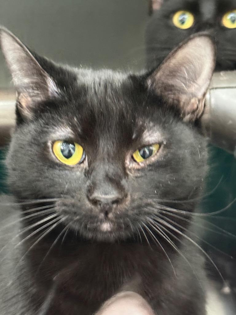 Enlarge Jubal, a Adoptable mixed breed in Danielsville, GA image 3/3