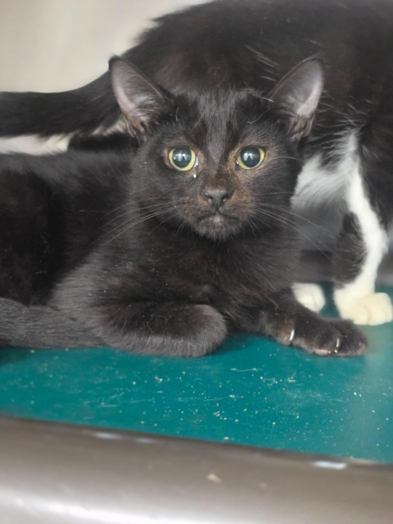 Jubal, Adoptable, Young Male Domestic Short Hair.