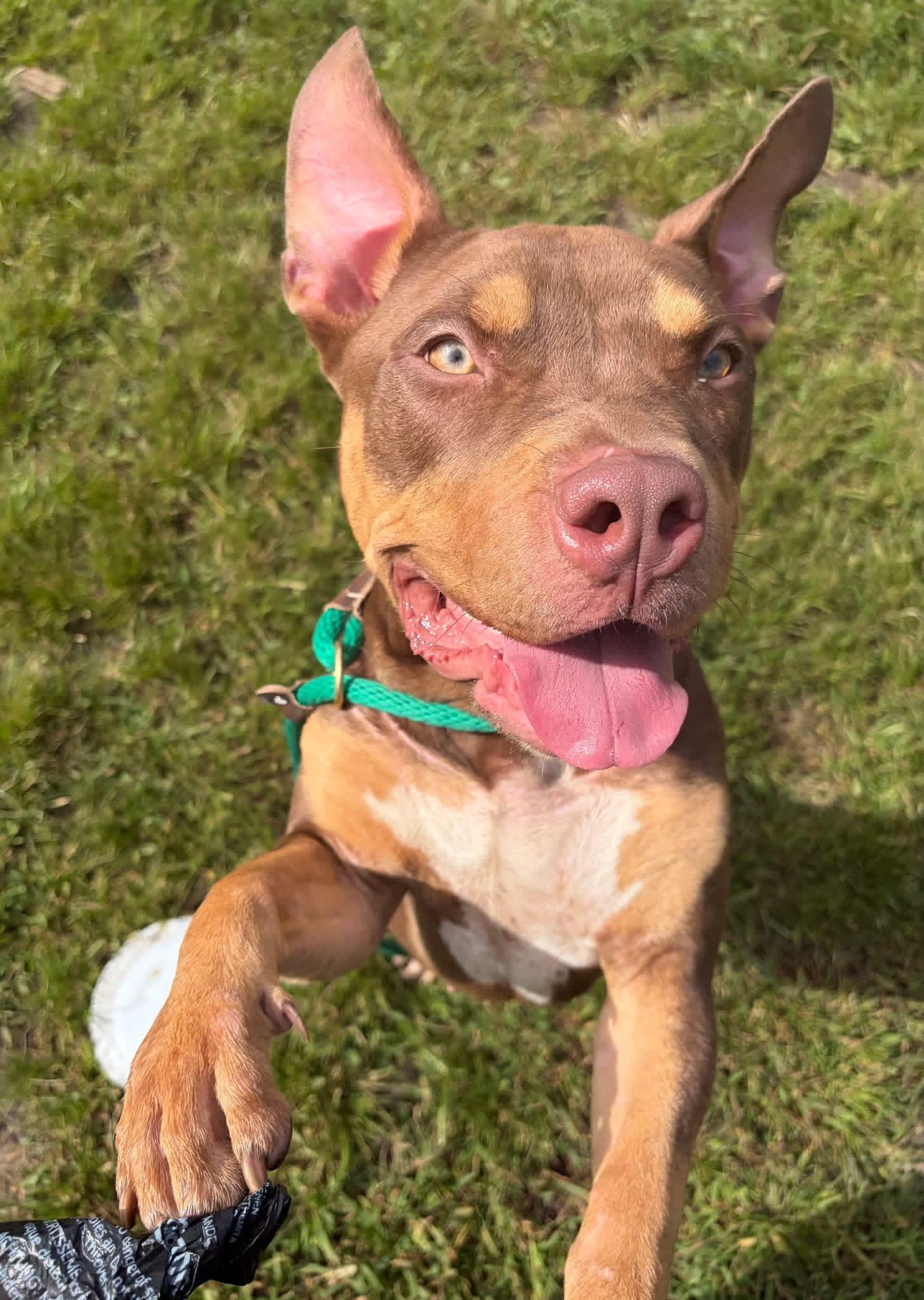 Enlarge Fuji, a Adopted Pit Bull Terrier in Chicago, IL image 2/5