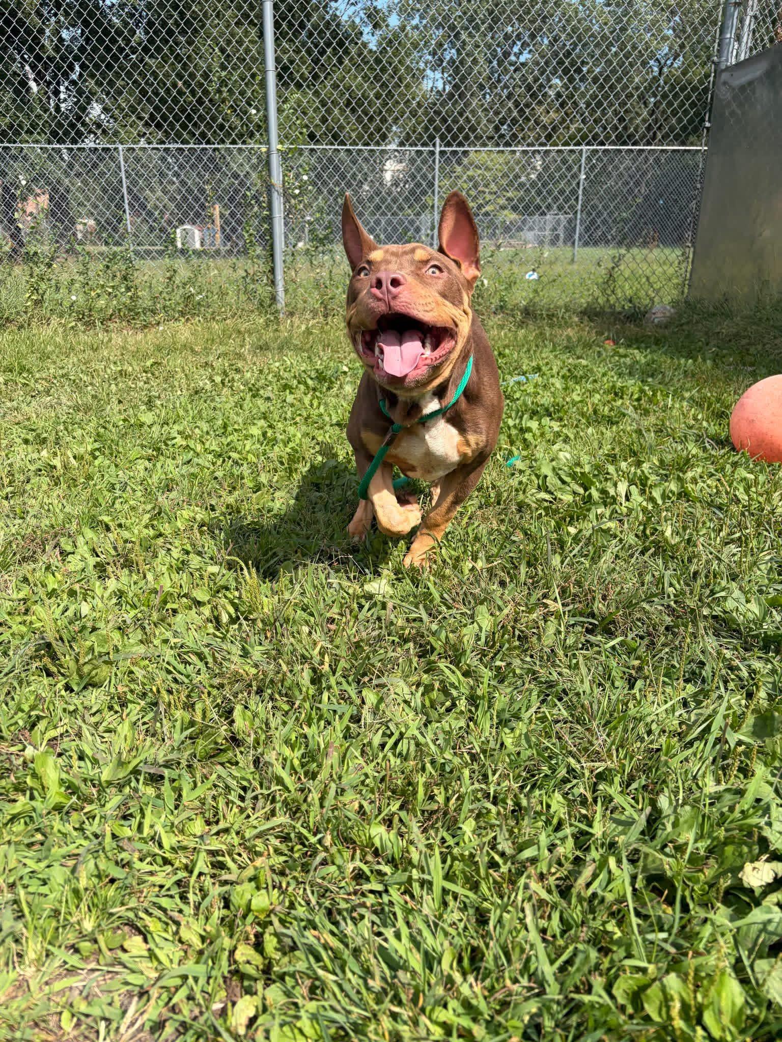 Enlarge Fuji, a Adopted Pit Bull Terrier in Chicago, IL image 4/5