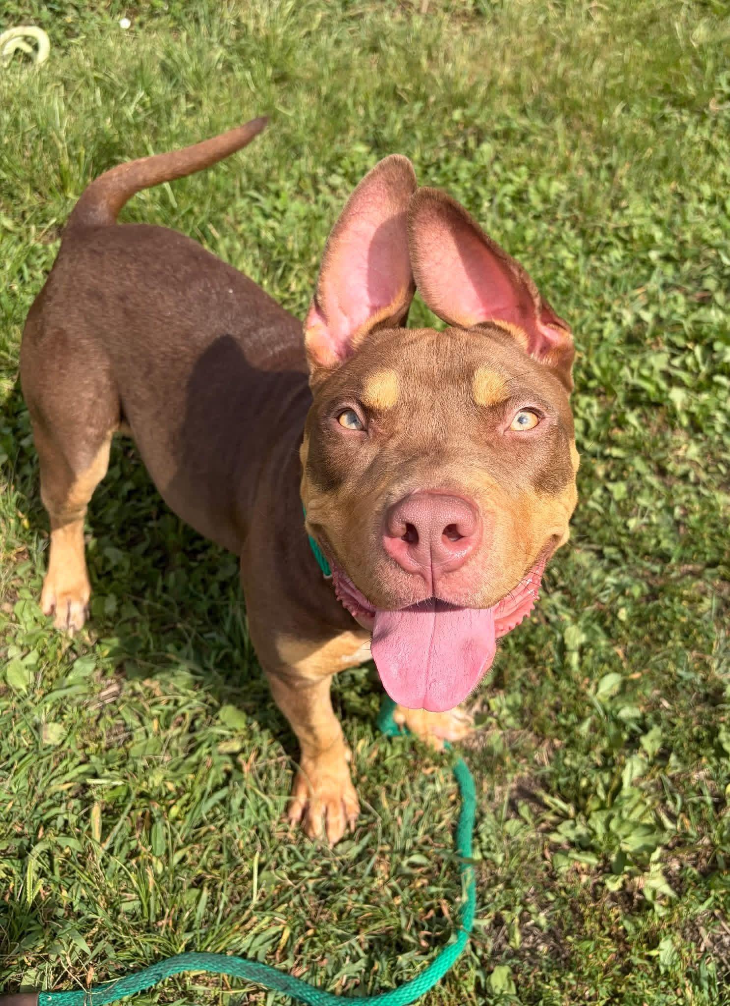 Fuji, Adopted, Adult Female Pit Bull Terrier.