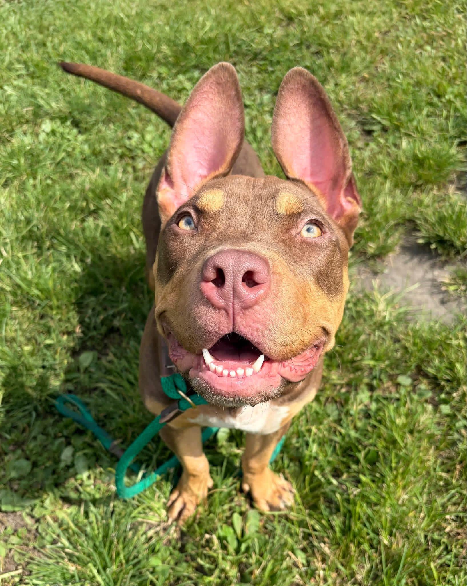 Enlarge Fuji, a Adopted Pit Bull Terrier in Chicago, IL image 3/5